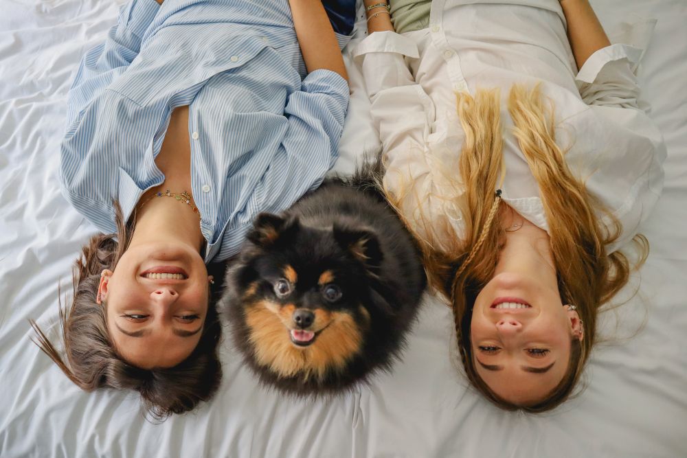 Hôtel acceptant les chiens