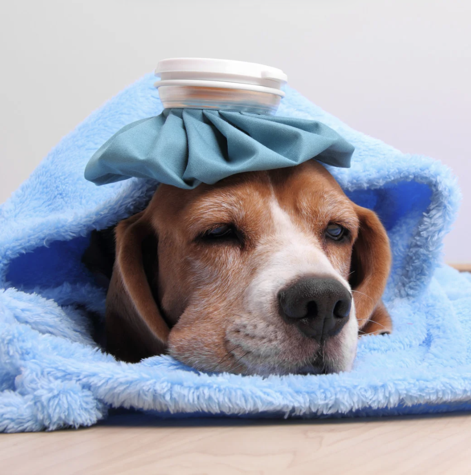 Chien malade