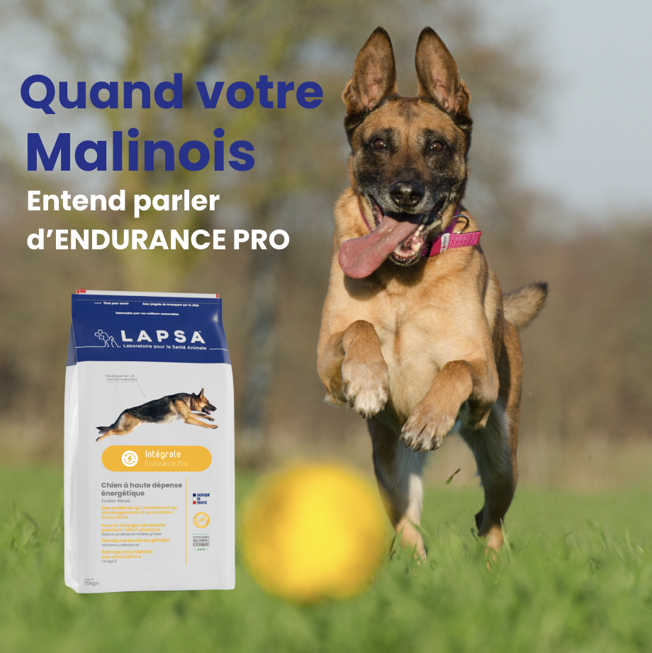 Malinois