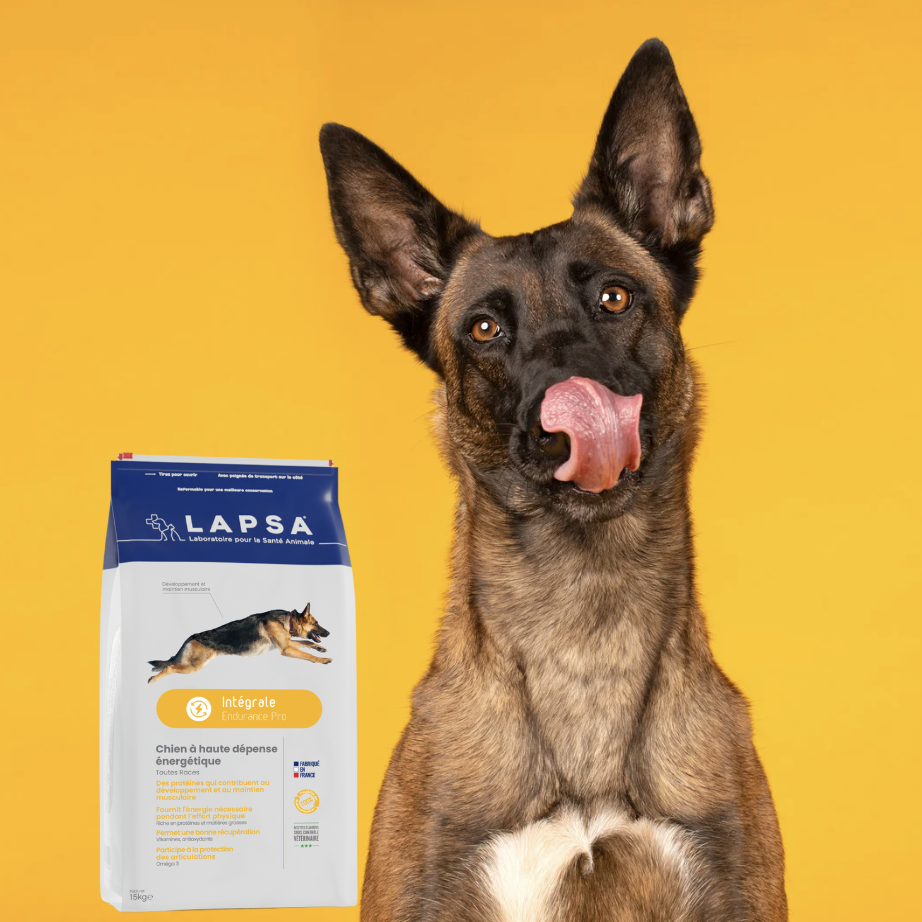 Portrait Malinois