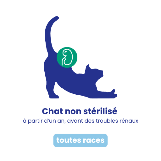Chat non stérilisé renal