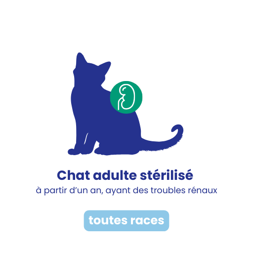 Chat stérilisé renal