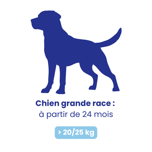 Chienne