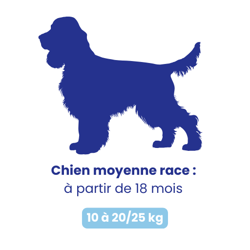 Chienne