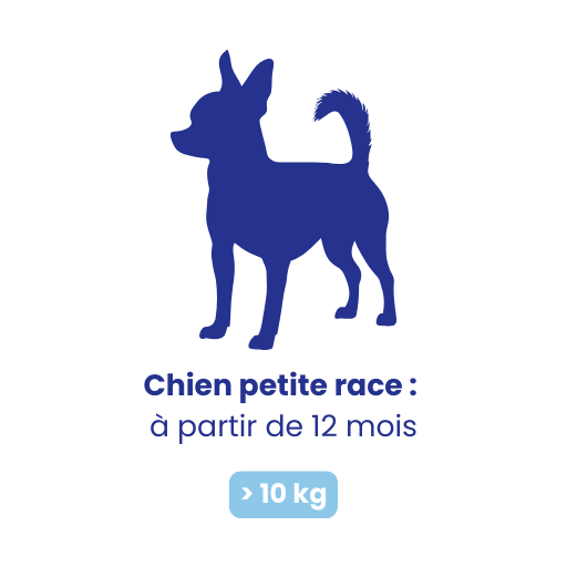 Chiot petite race