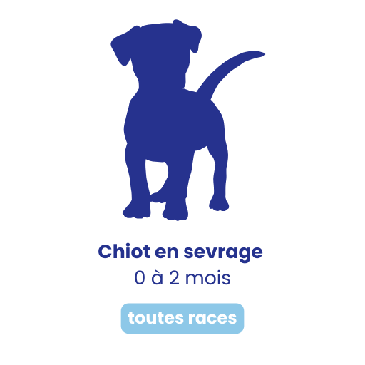 Chiot petite race
