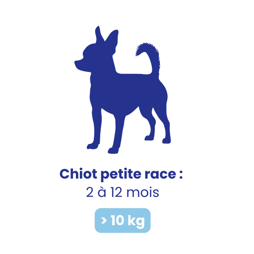 Chiot petite race