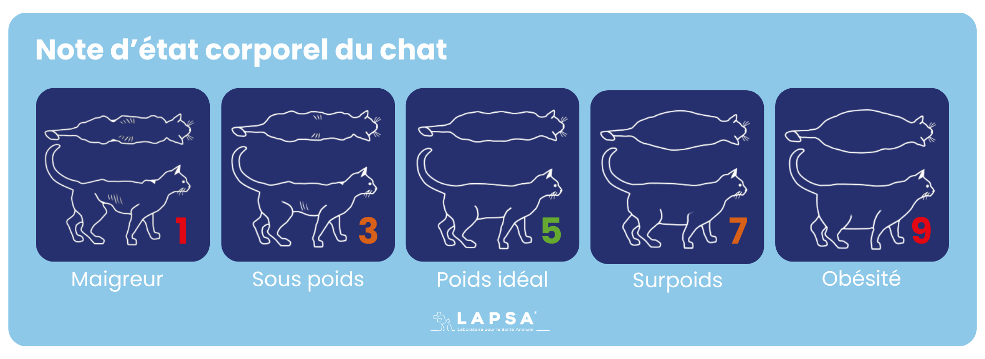 Note d'état corporel du chat