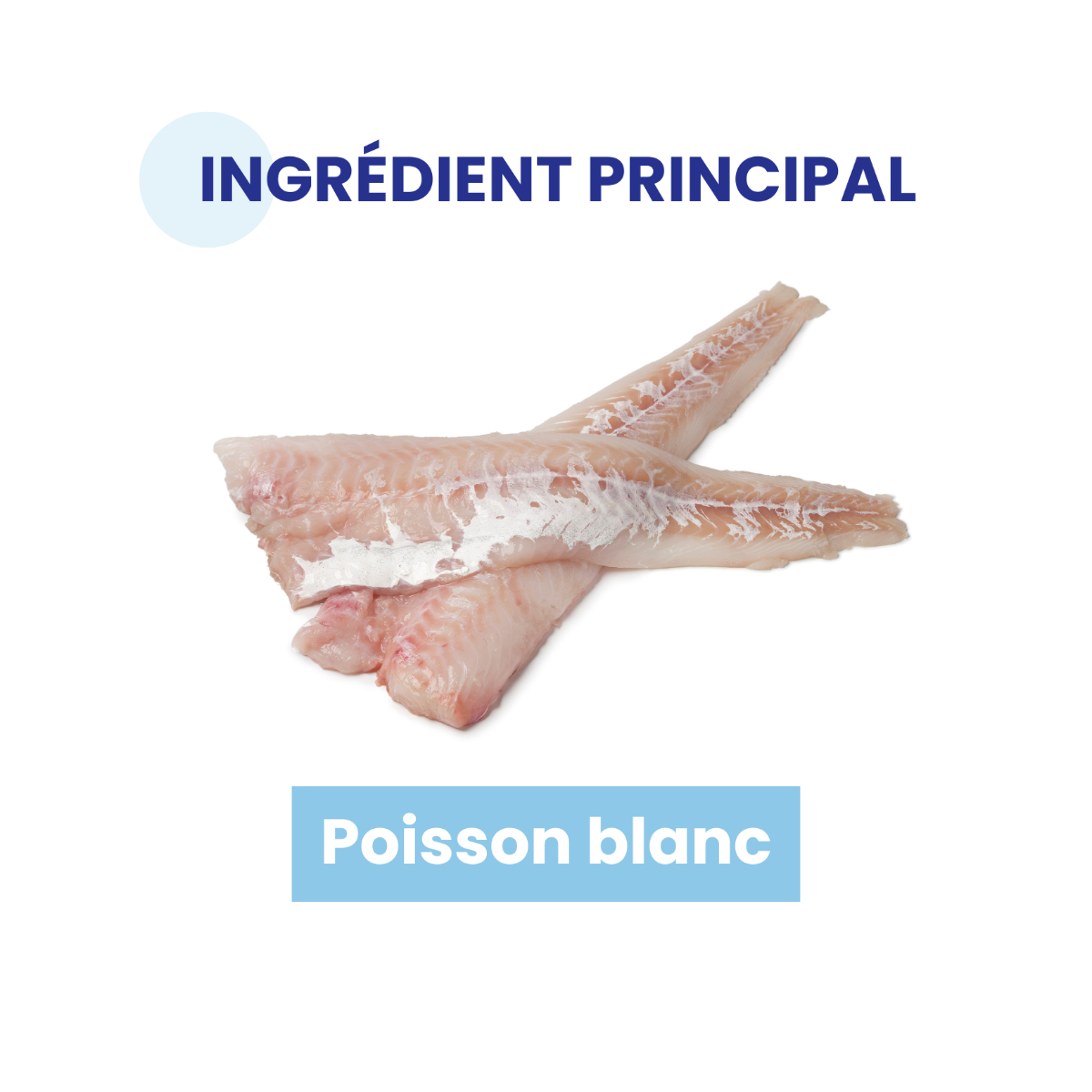 Poisson blanc