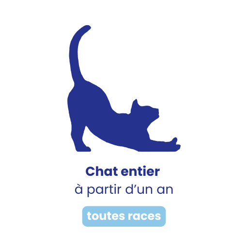 Chat entier