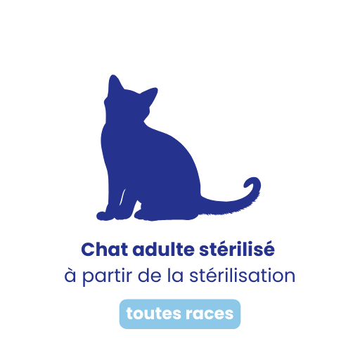 Chat non stérilisé