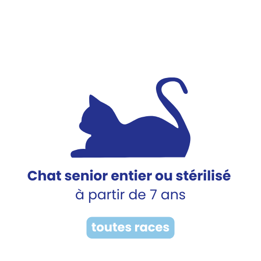 Chat senior entier ou stérilisé