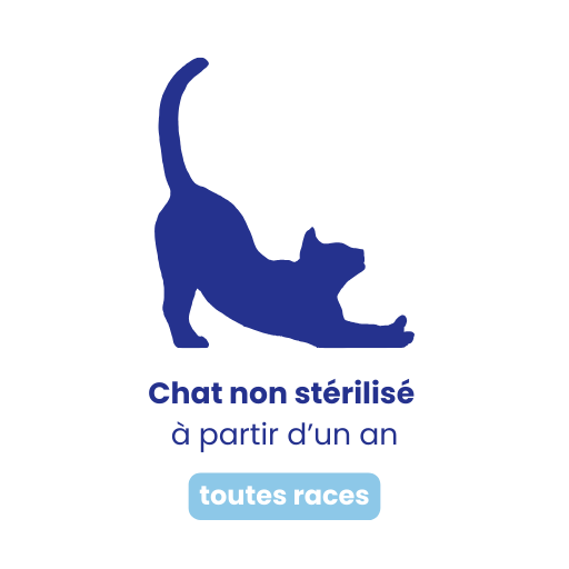 Chat adulte stérilisé