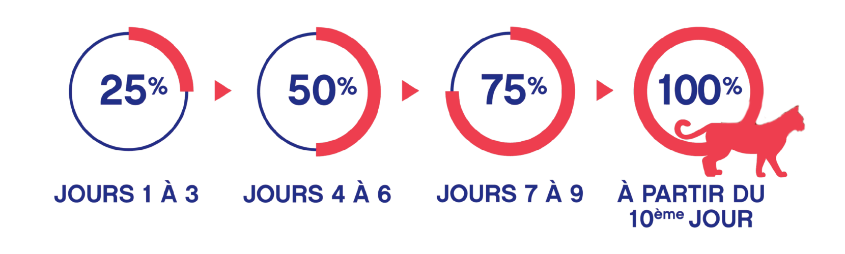 Schéma transition chaton