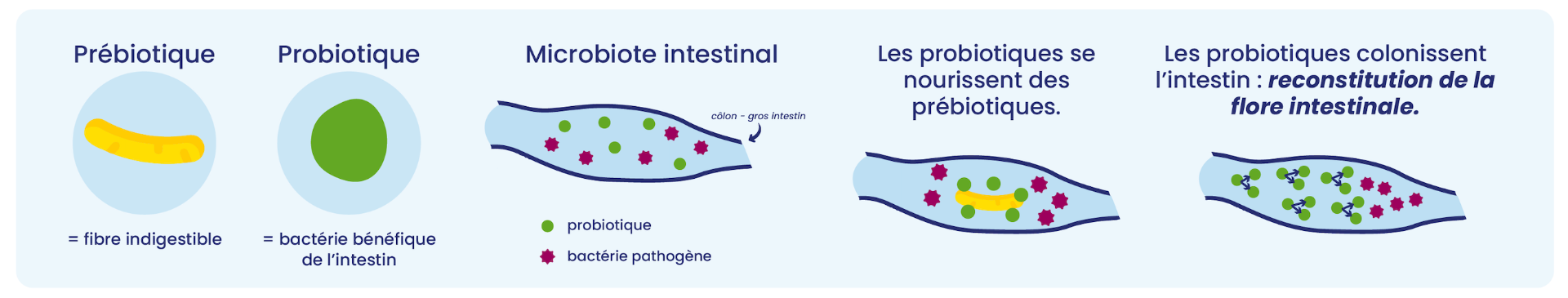 rôles probiotiques
