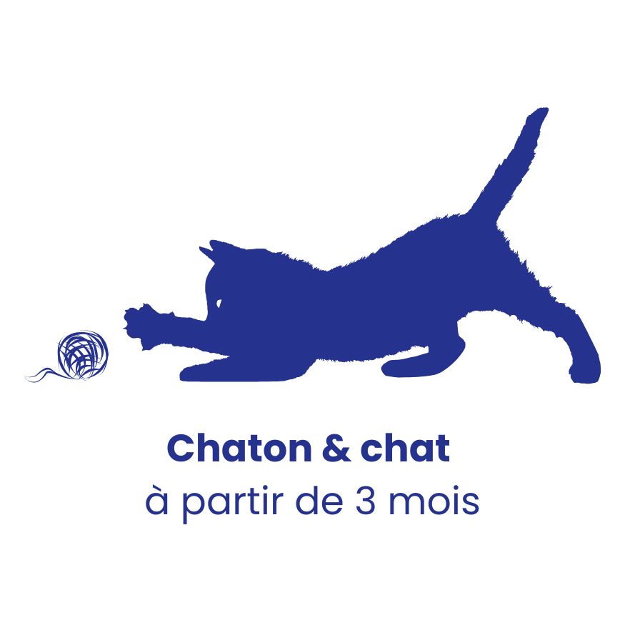 Chat