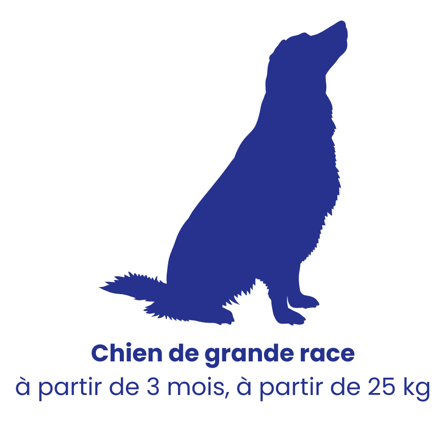 Chien de GRANDE race