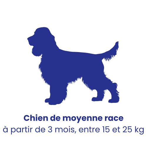 Chien de moyenne race