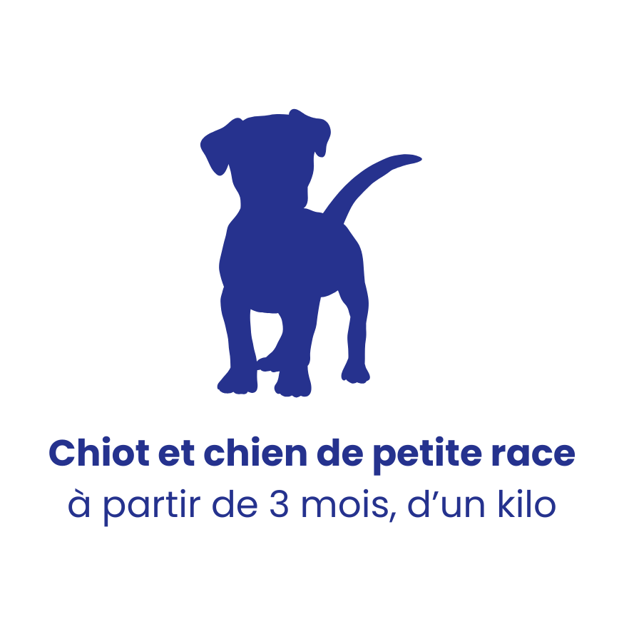Chien de petite race