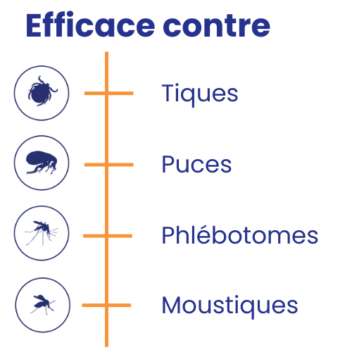 Insectes ciblés