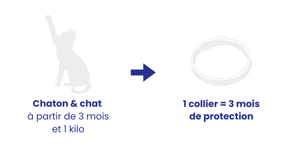 Posologie recommandée pipette chien
