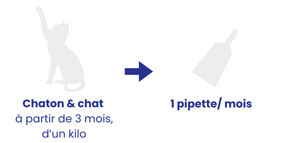 Posologie recommandée pipette chien