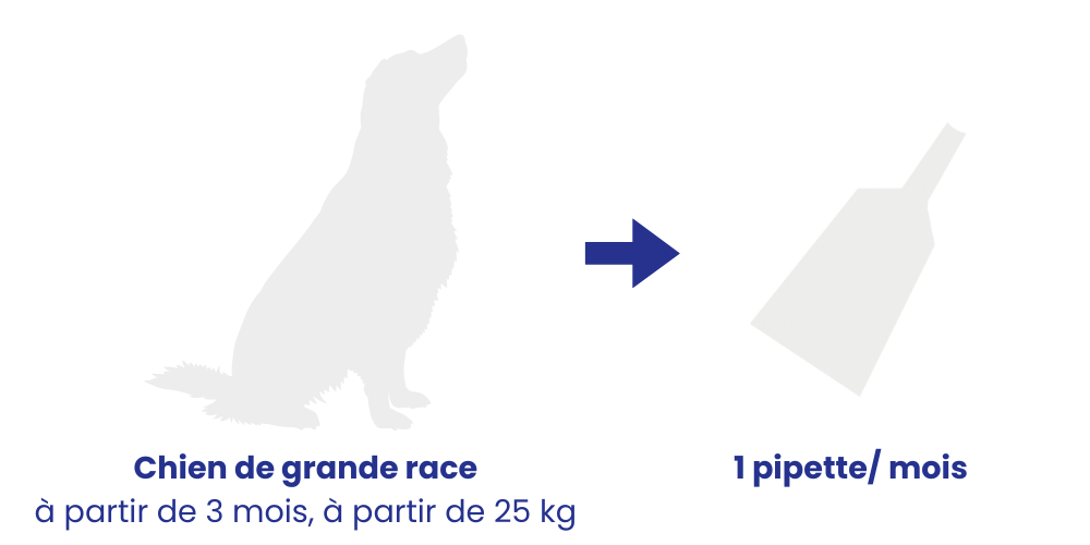 Posologie recommandée pipette chien