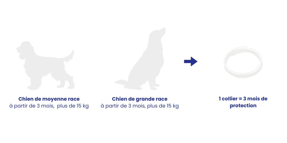 Posologie recommandée pipette chien