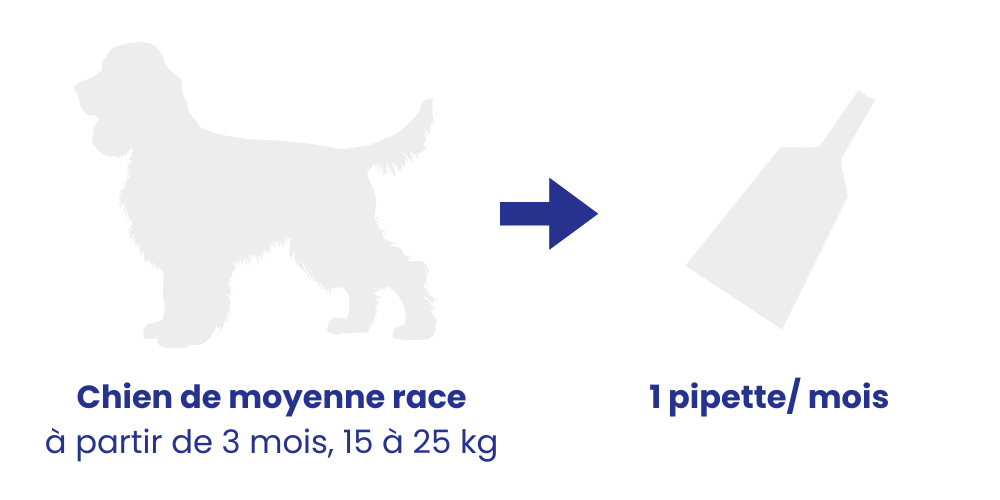 Posologie recommandée pipette chien