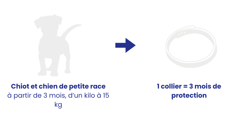 Posologie recommandée pipette chien