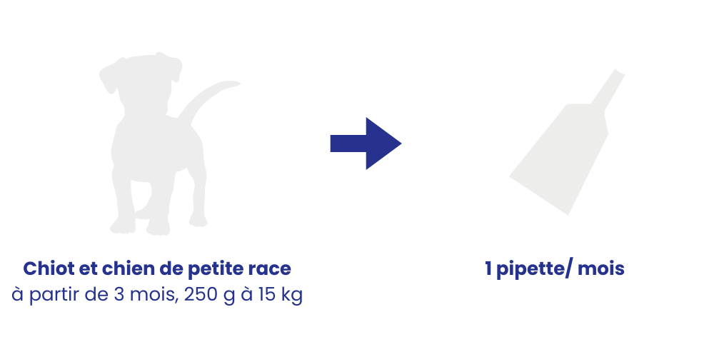 Posologie recommandée pipette chien