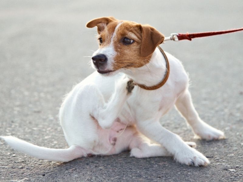 image chien