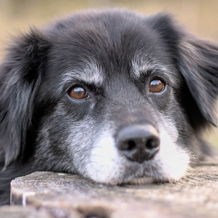 Chien souffrant d'arthrite