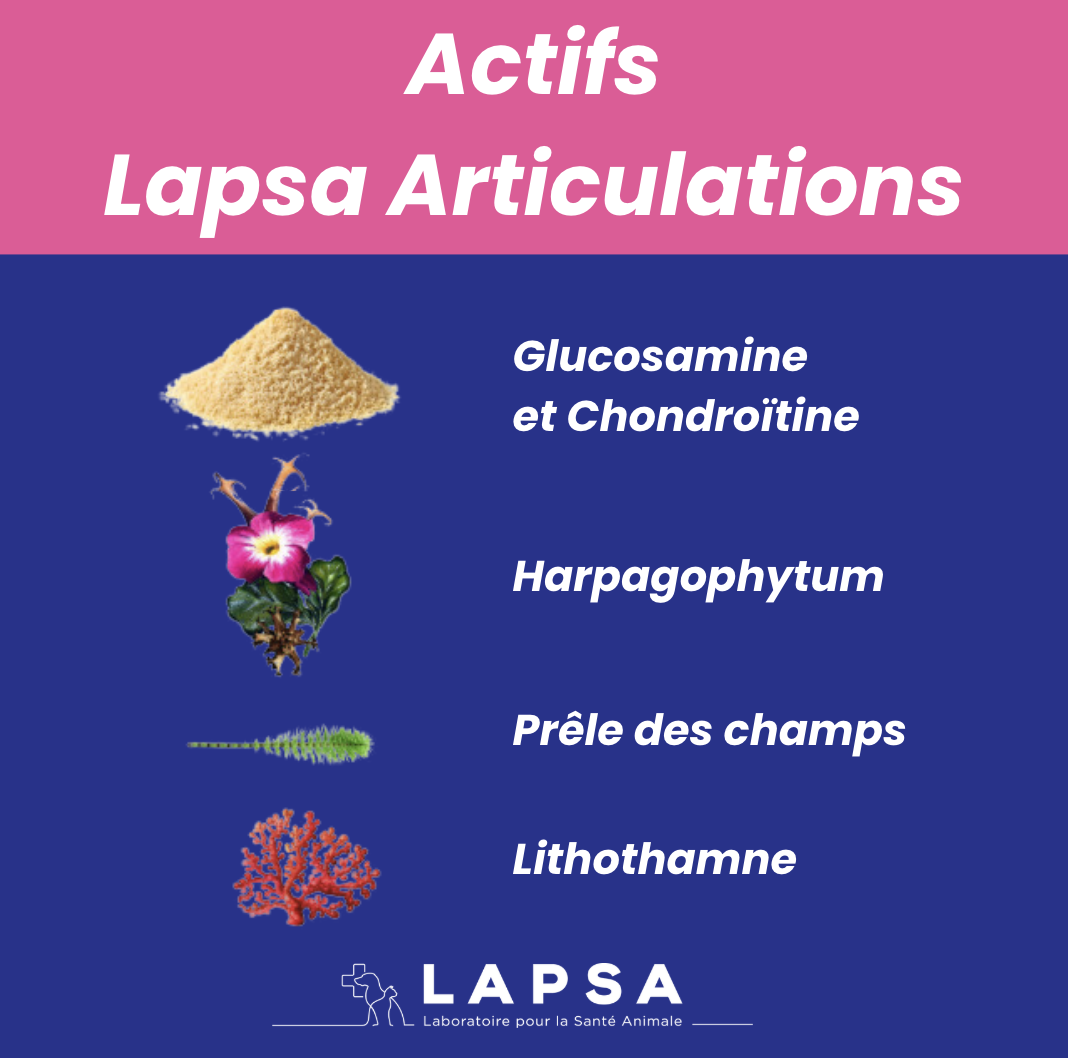 Schéma de l'articulation saine