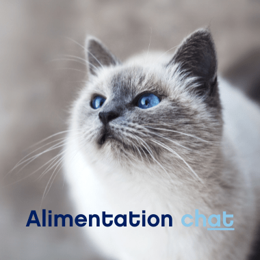 alimentation chat