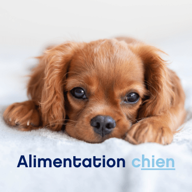 alimentation chien