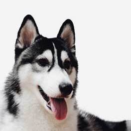 Chiens senior