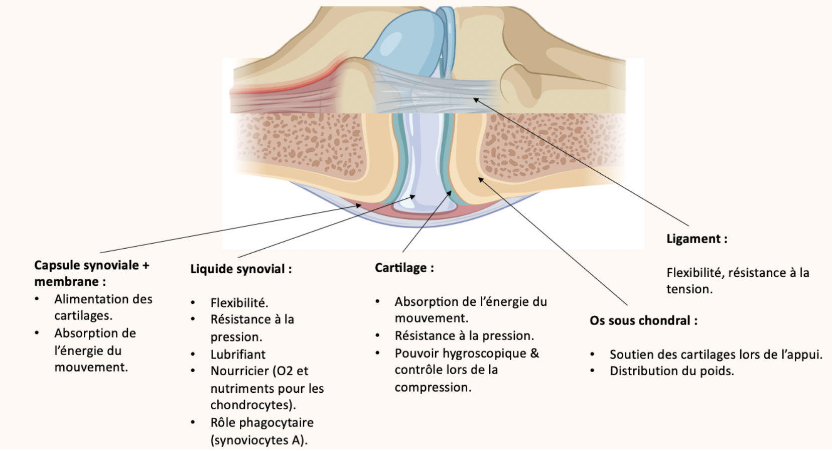 Schéma articulation saine