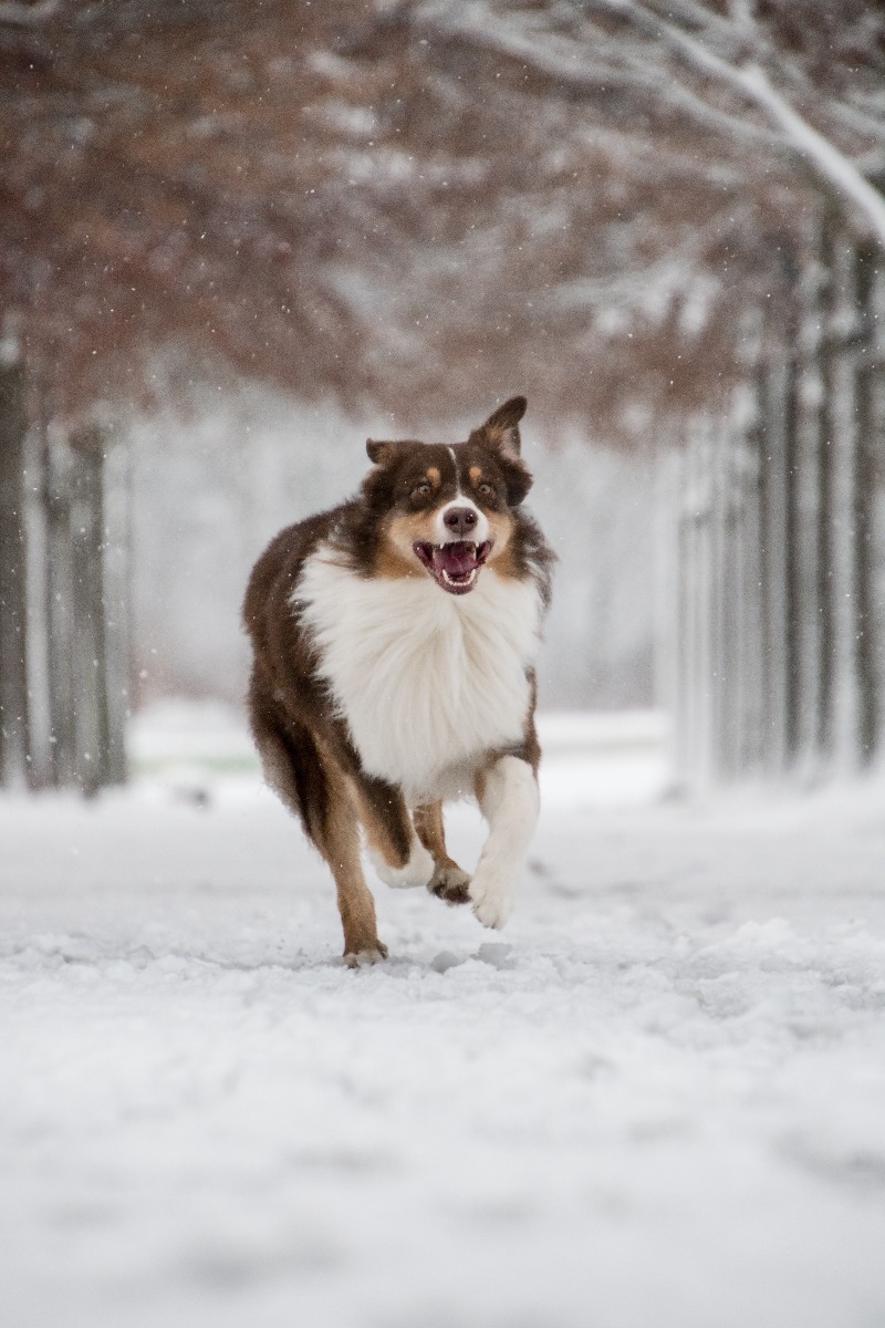 Alimentation chien hiver