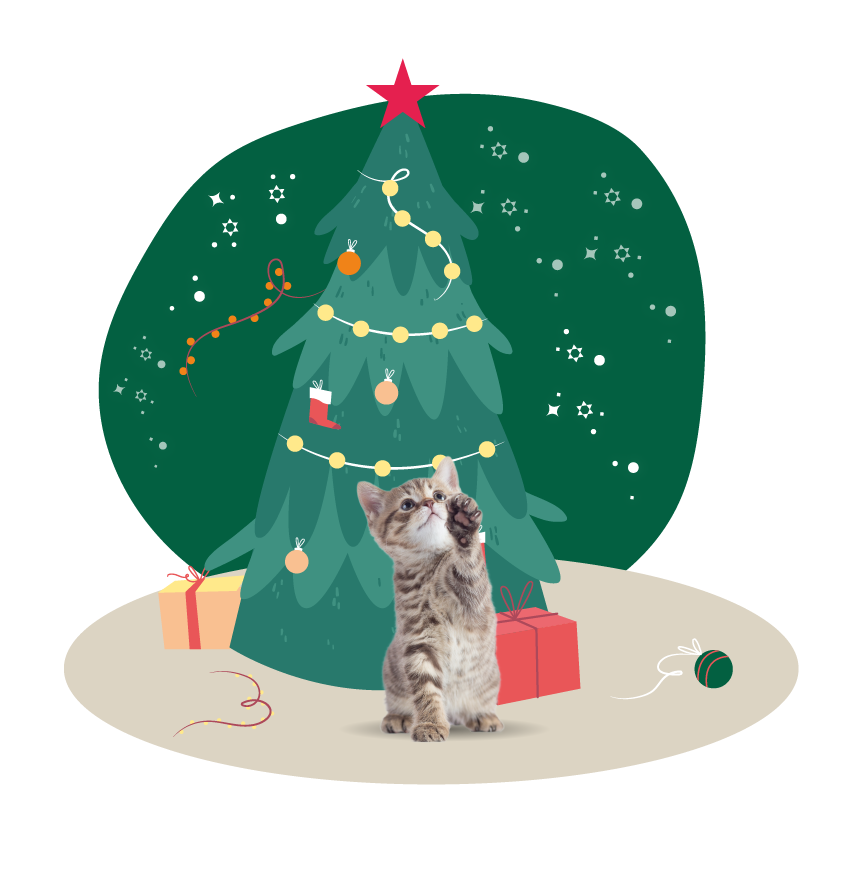 box noel chat