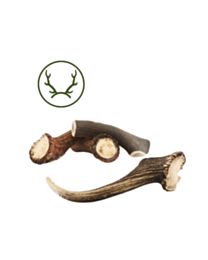 Bois de cerf entier chien