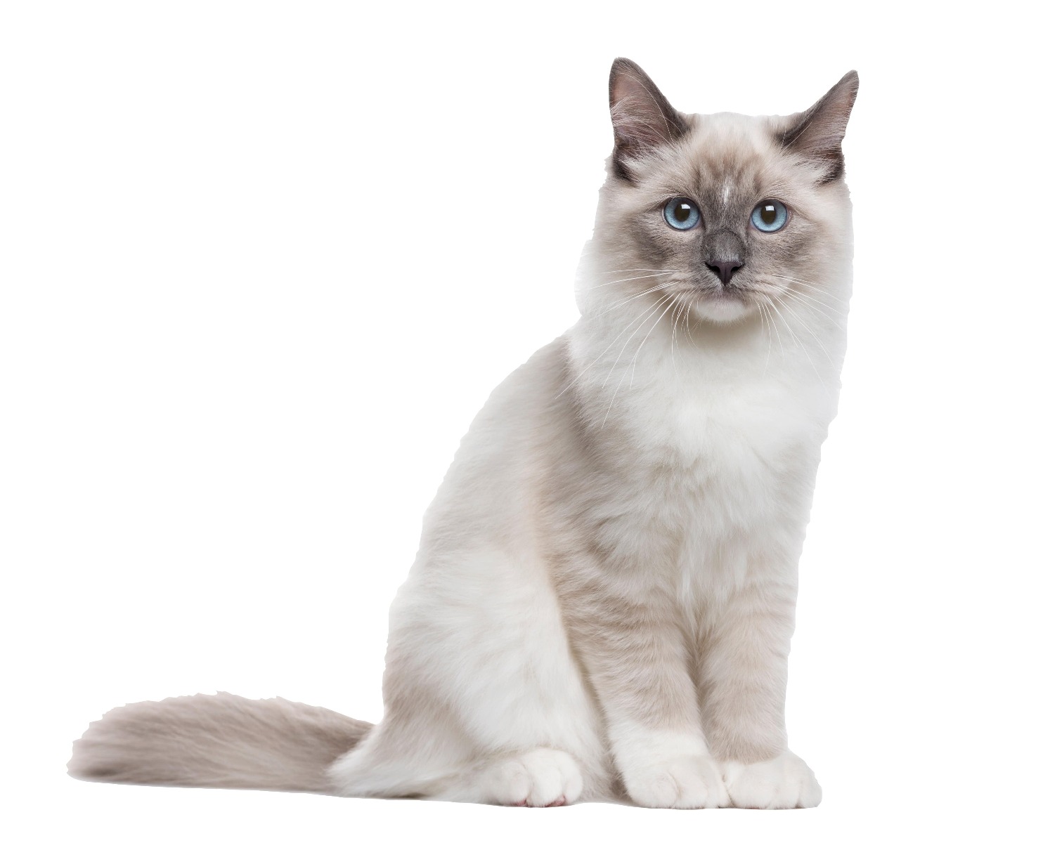 chat