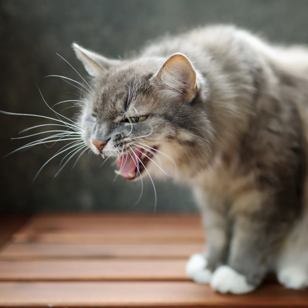 Chat agressif