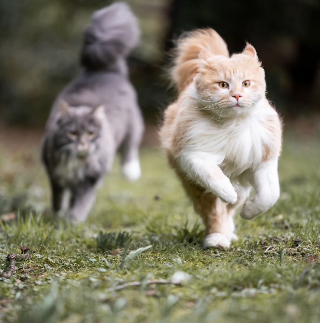 Chat avec arthrose