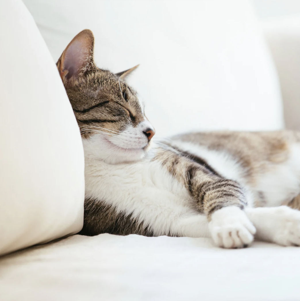 Chat difficile à se déplacer