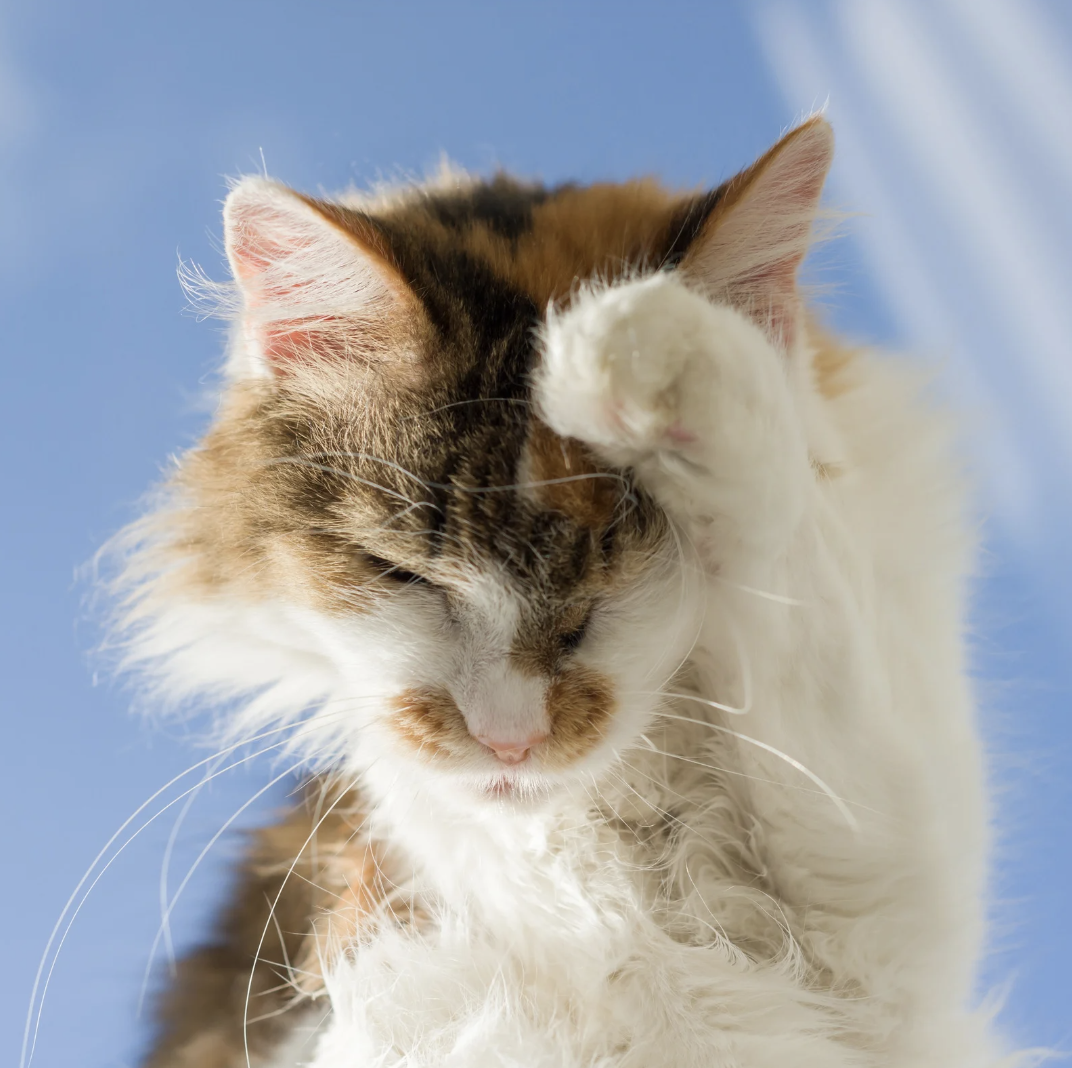 Chat avec allergies