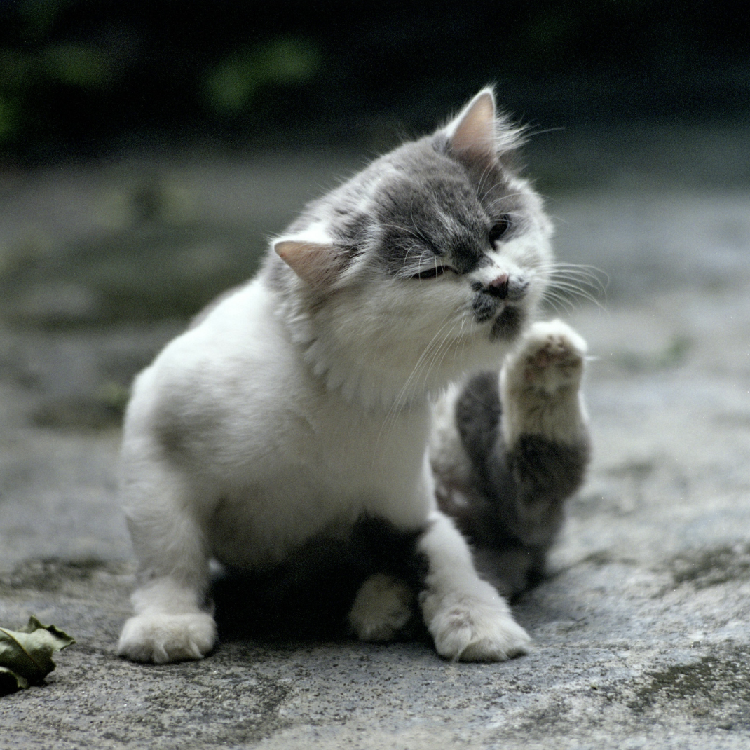 Problèmes de peau chez le chat