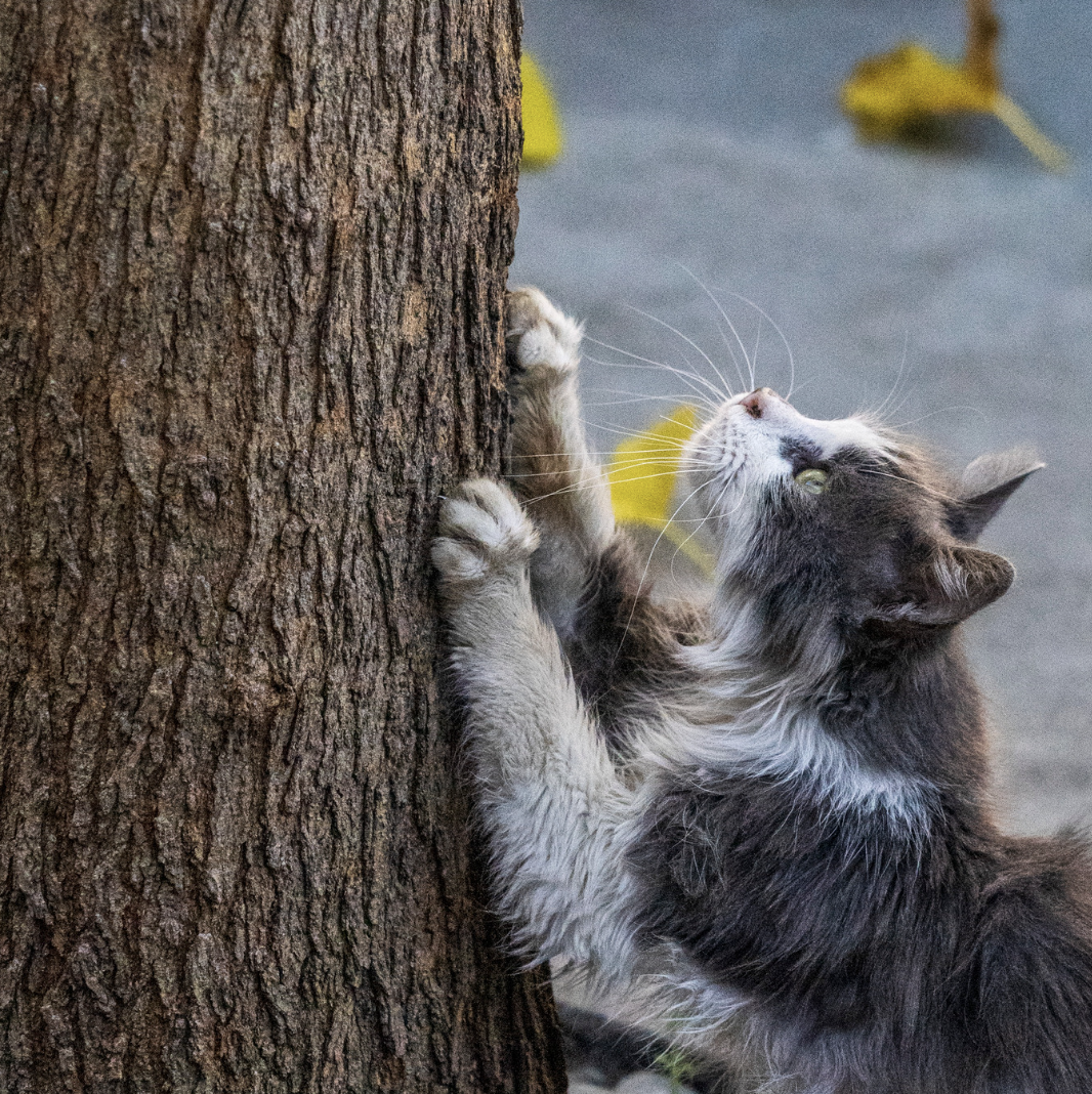 Soin du chat stressé