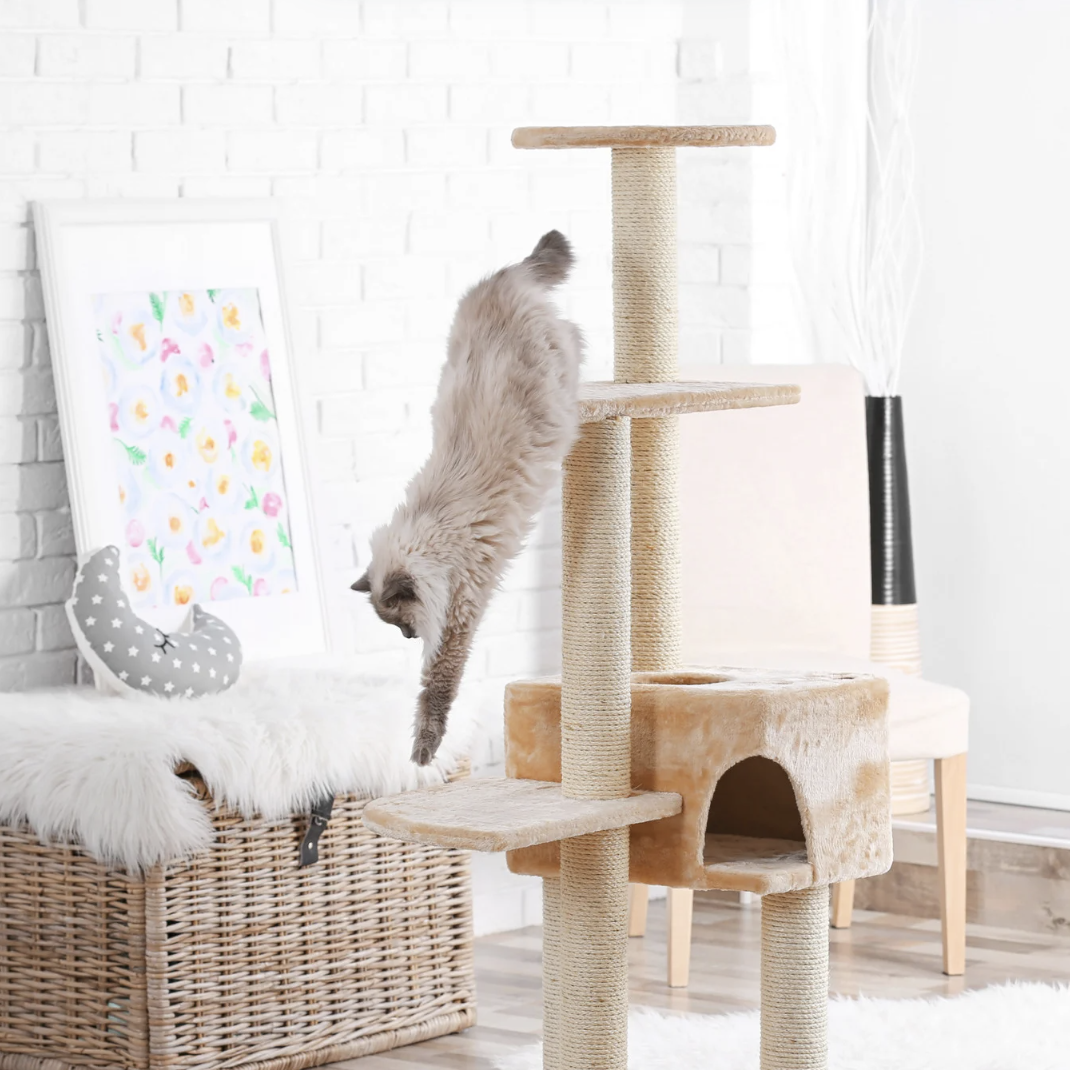 Chat anxieux caché
