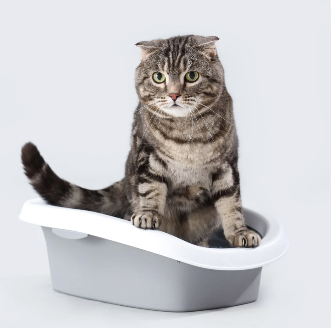 Chat ayant des problèmes de litière